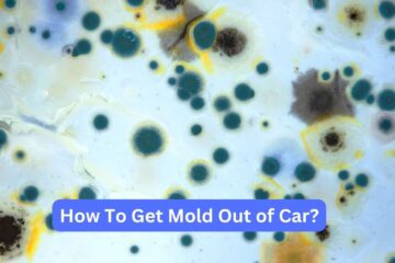 How to get mold out of car