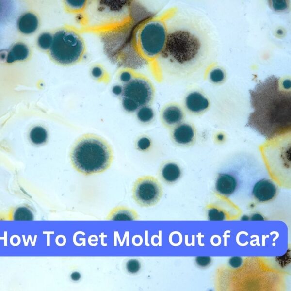 Car Maintenance Tips 10 How To Get Mold Out of Car