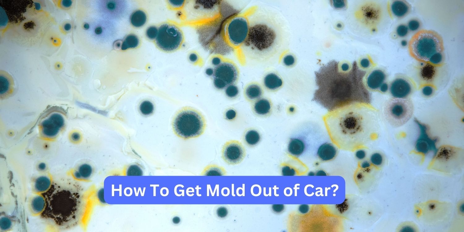 How To Get Mold Out of Car